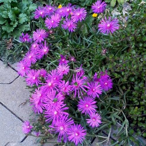 fialová delosperma