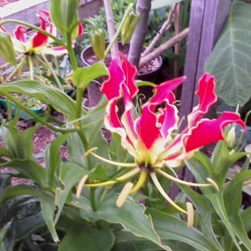 Gloriosa zakvitla