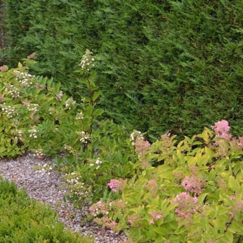buxusy, hydrangey a cupressocyparisy