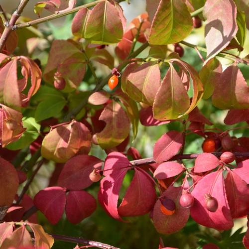 cornus