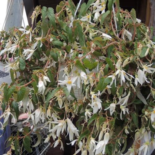 begonia