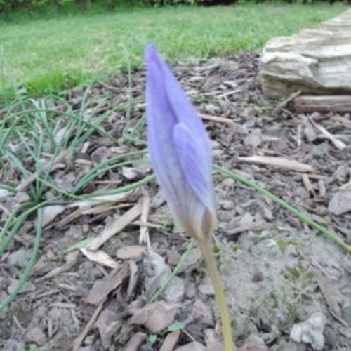 Jesenný krokus