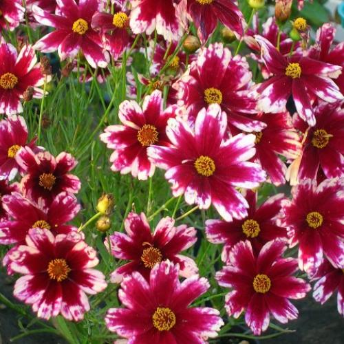 Coreopsis Ruby Frost