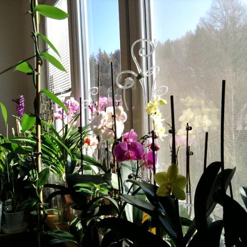 orchidee