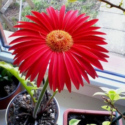 gerbera 