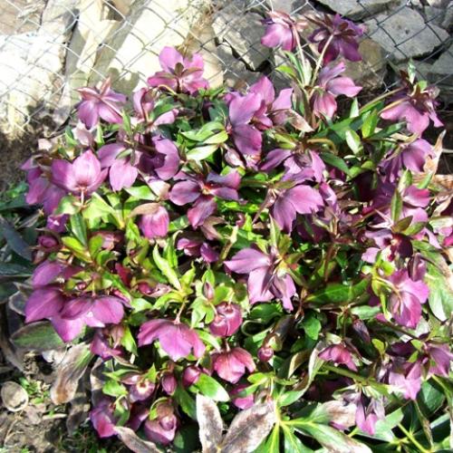 helleborus