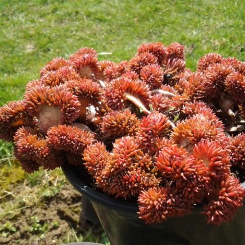 Sedum reflexum 'Cristatum'