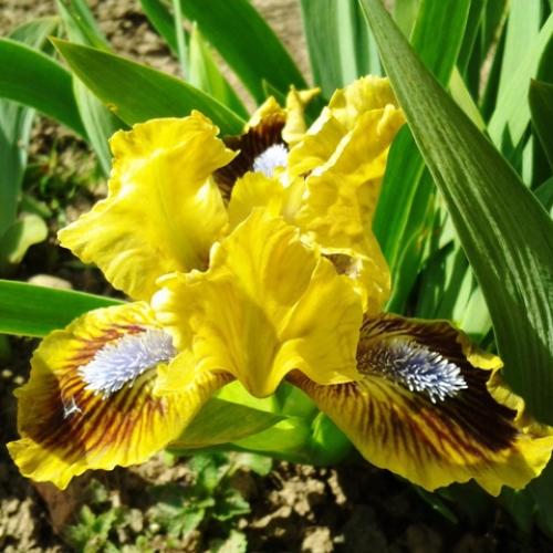 iris