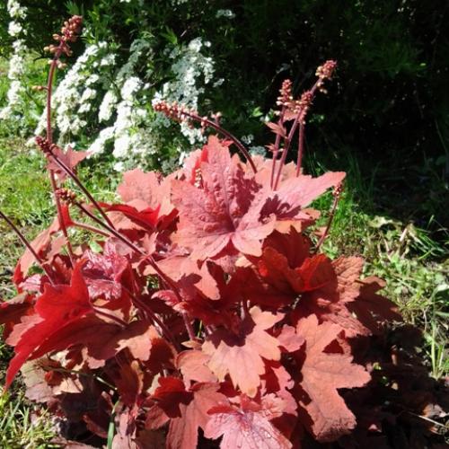 Heucherella sweet tea