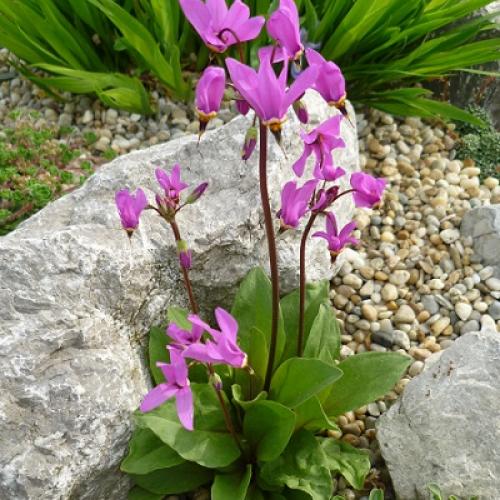  božskokvet
