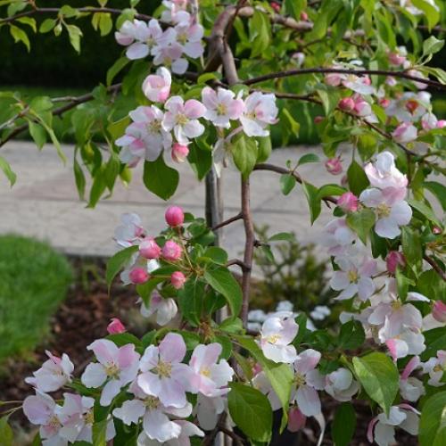 Malus Fontana