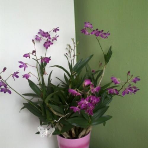 Orchidea