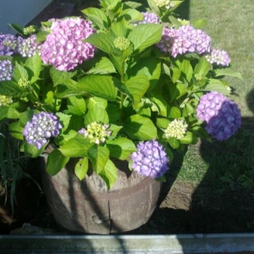 Hortenzia