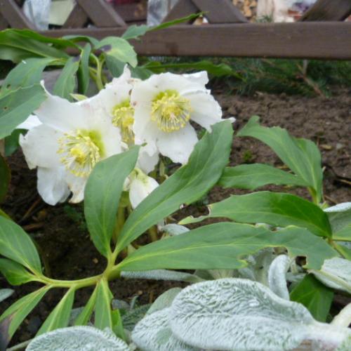 Helleborus niger
