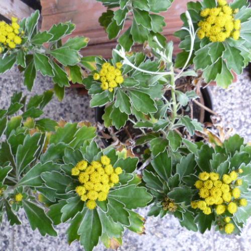 Ajania pacific 'Silver Gold'