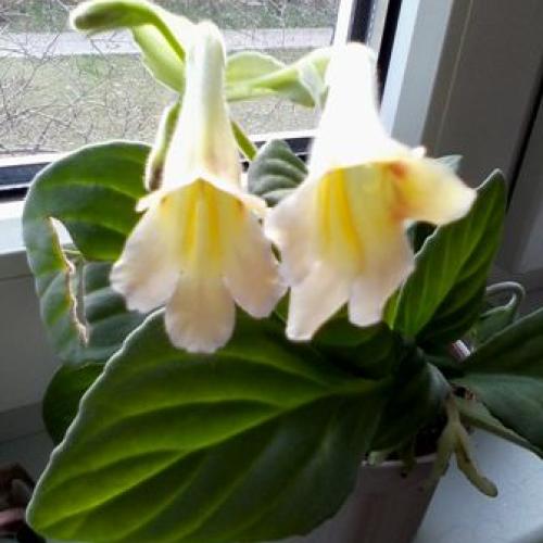 Primulina Aiko