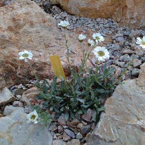 achillea ageratifolia