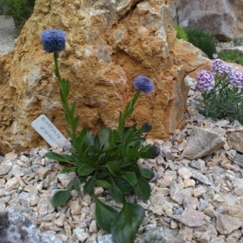 globularia bisnagarica