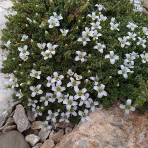arenaria tetraquetra