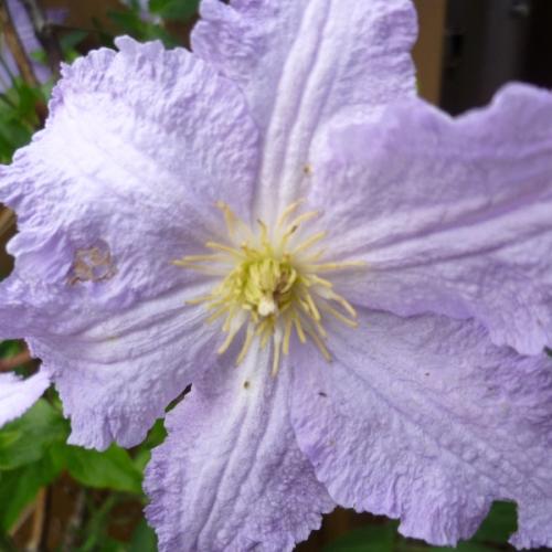 Klematis "Blue Angel"