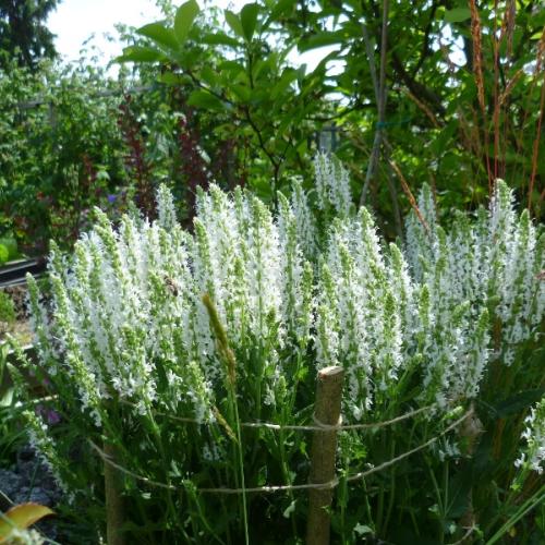 Salvia nemorosa v plnom kvete
