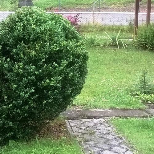 moj kruspan (buxus)