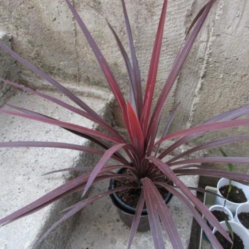 cordylinka