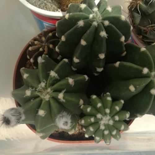 echinopsis