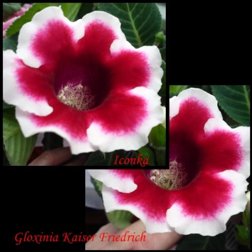 Gloxinia 15/2012