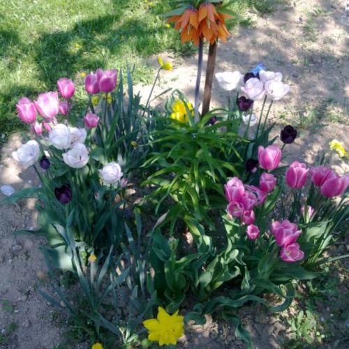Tulipany a ine