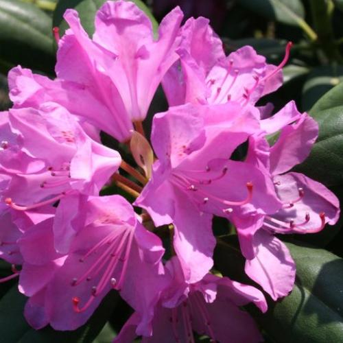 rododendron