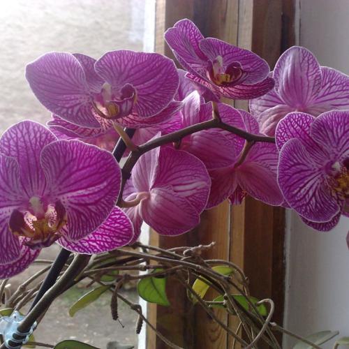 Orchidejky II.