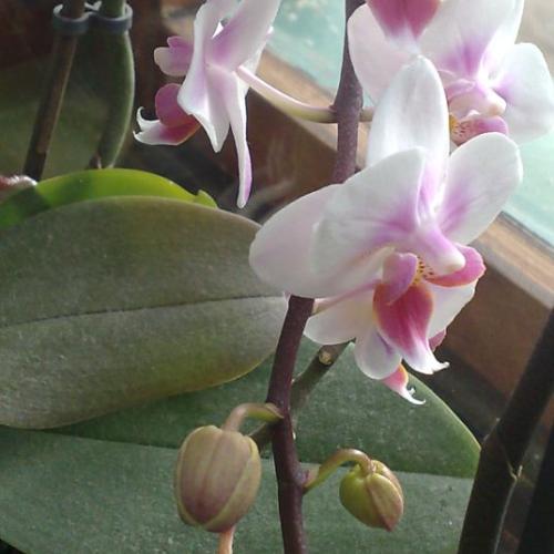 Orchidejky IV.
