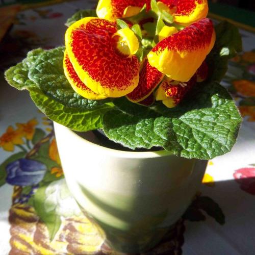 Calceolaria-2