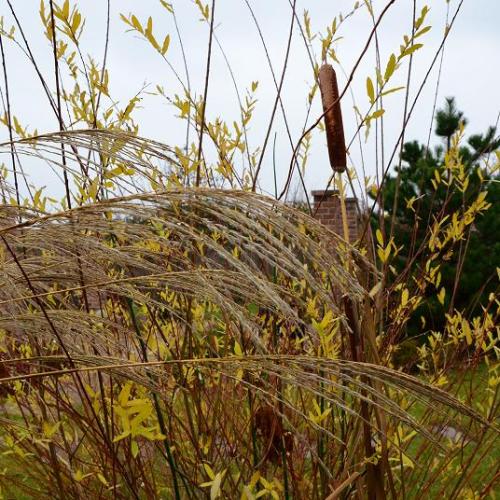 typha, vŕba Hakuro Nishiki a ozdobnica