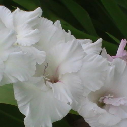 gladiol biely