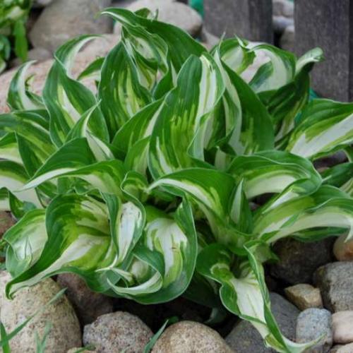 hosta od mamky :-)