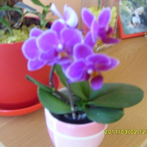mini orchidea