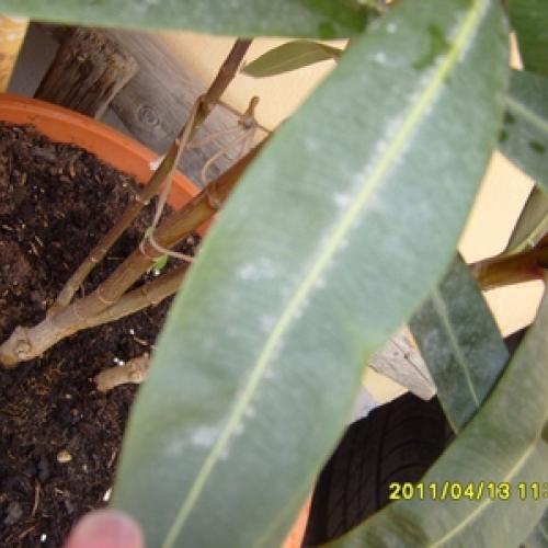2foto oleander