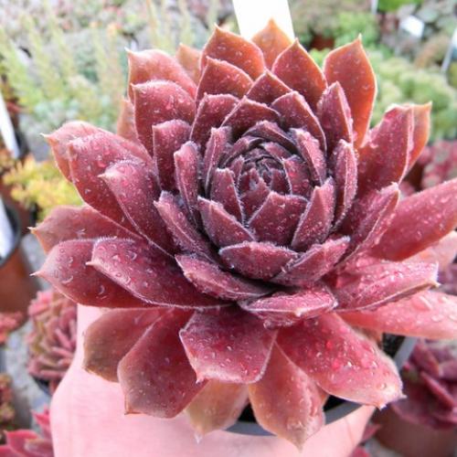 Sempervivum po daždi 3