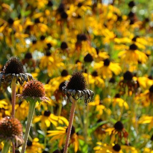 echinacea a rudbeckia- nerozluční kamaráti aj po odkvitnutí