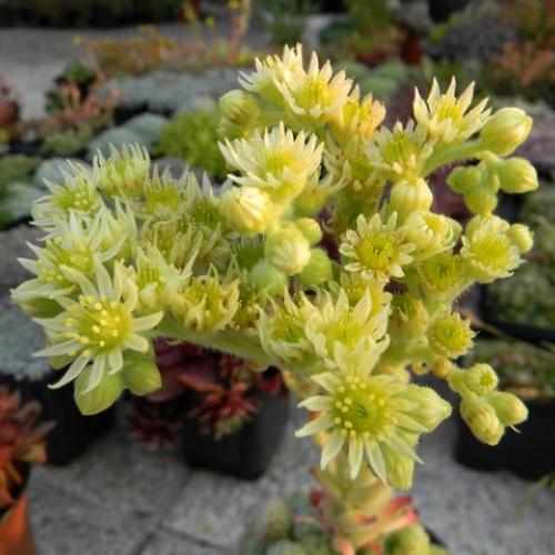 Sempervivum