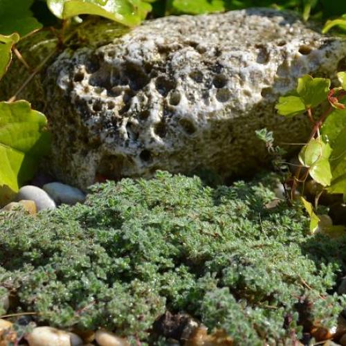 Thymus pseudolanuginosus