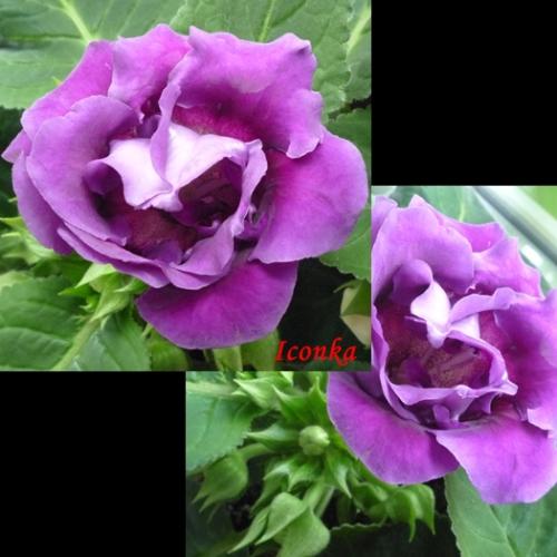 Gloxinia 5/2012
