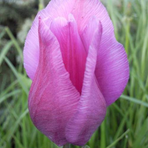 Tulipan ♥
