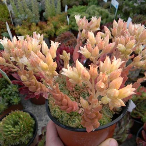 Rosularia