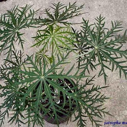 jatropha multifida