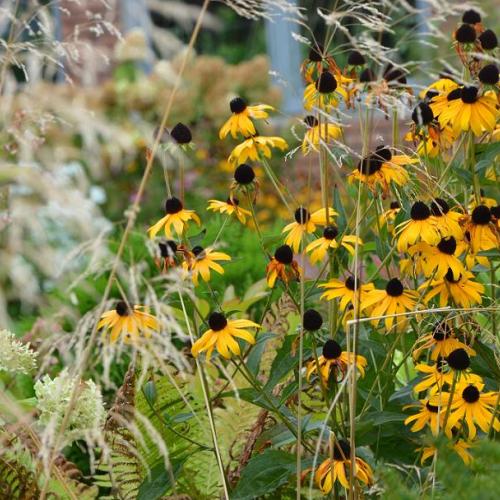 tieto rudbeckie sa ešte držia, inde sú už odkvitnuté