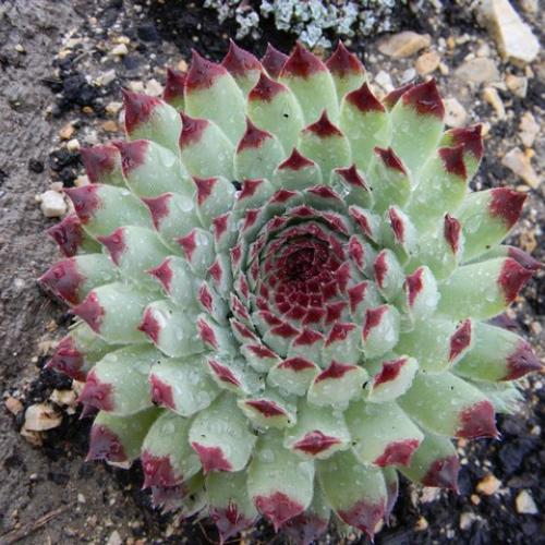 Sempervivum calcareum