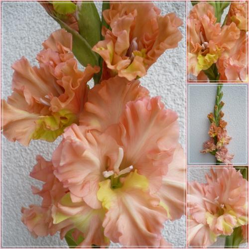 Gladiola ´ADONIS´